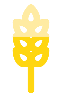kłos zboża
