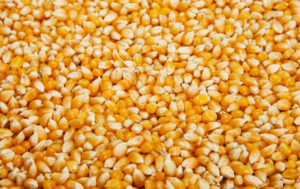 ziarno kukurydzy