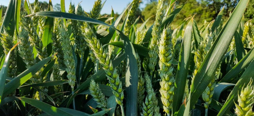 Zabieg T3 w uprawie zbóż