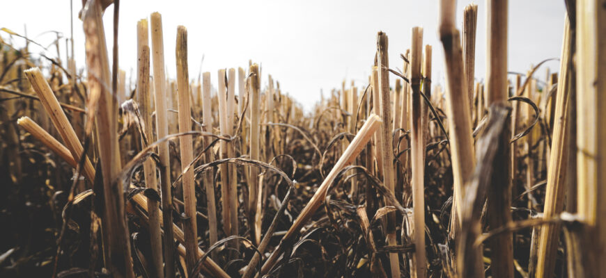 Jak uprawiać ściernisko po kukurydzy?
