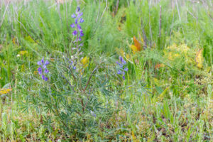 rośliny strączkowe na poplon