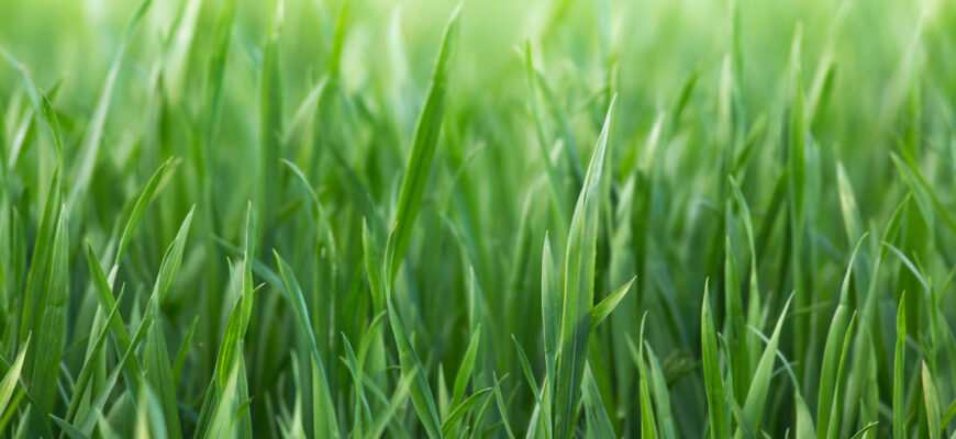 Zboża jare na słabe gleby – co wybrać i jak uprawiać, żeby zarobić?